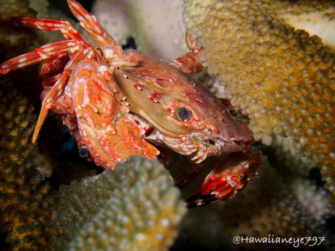 An orange crab pauses in the arms of branching hard coral at an ocean reef. It has fine white vertical lines over its dark eyes, and faint white bands over its smaller legs.