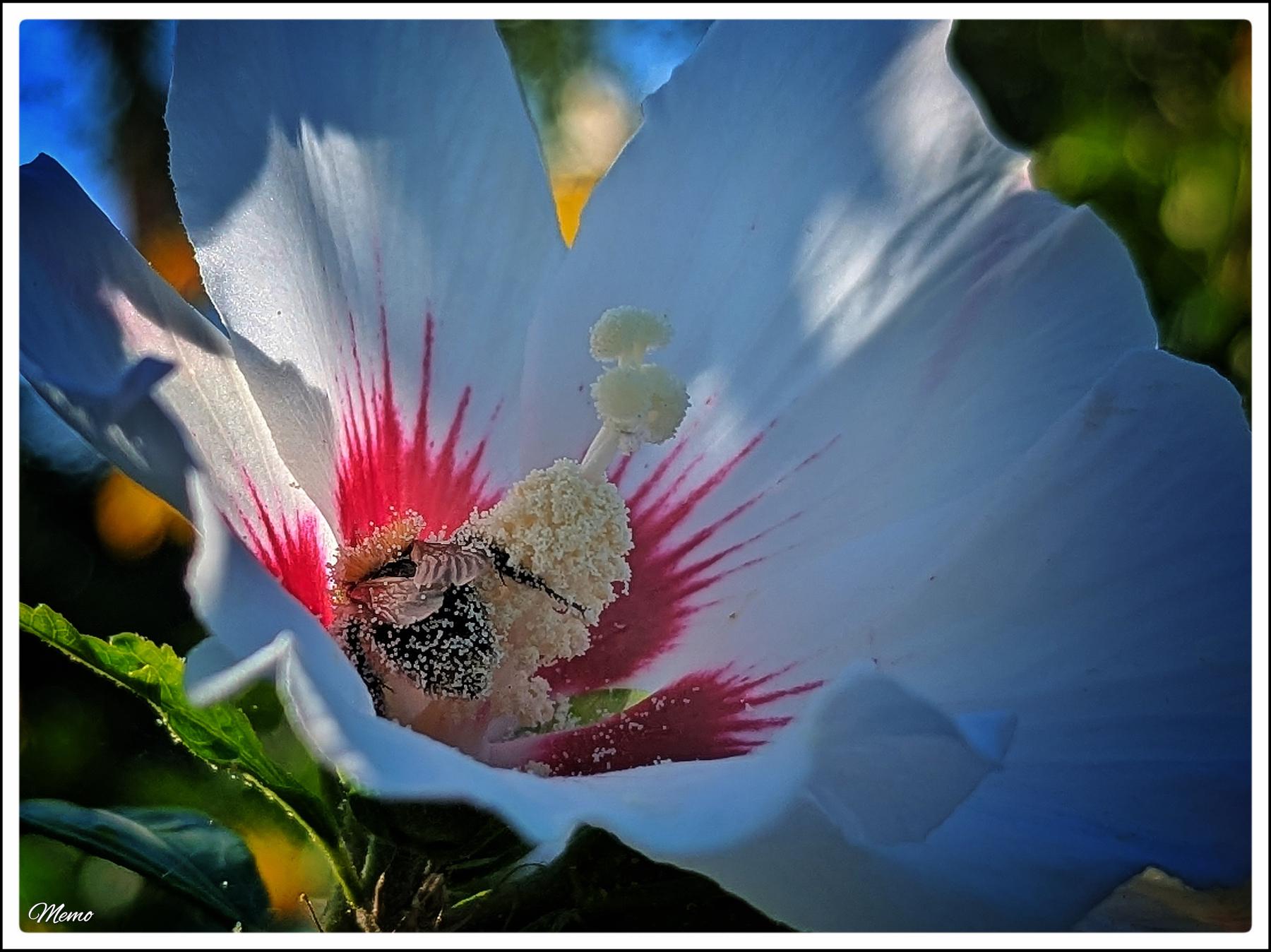 Bildbeschreibung: Nahaufnahme der weiß-roten Blüte eines Hibiskus mit einer dicht mit Pollenstaub bedeckten Hummel. 