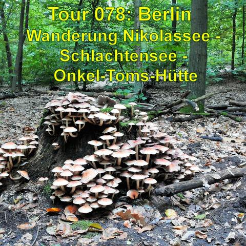 Alter Baumstumpf im Wald, der dicht mit vielen kleinen Pilzen bewachsen ist. Die Pilze haben helle Unterseiten und bräunliche Oberseiten. Um den Stumpf herum liegen herbstlich gefärbtes Laub und einige abgefallene Äste auf dem Waldboden. Der Hintergrund zeigt den dichten Wald mit verschiedenen Bäumen, deren Blätterwerk noch grün ist, was darauf hinweist, dass das Bild wahrscheinlich im frühen Herbst aufgenommen wurde. Die Umgebung wirkt natürlich und unberührt.
