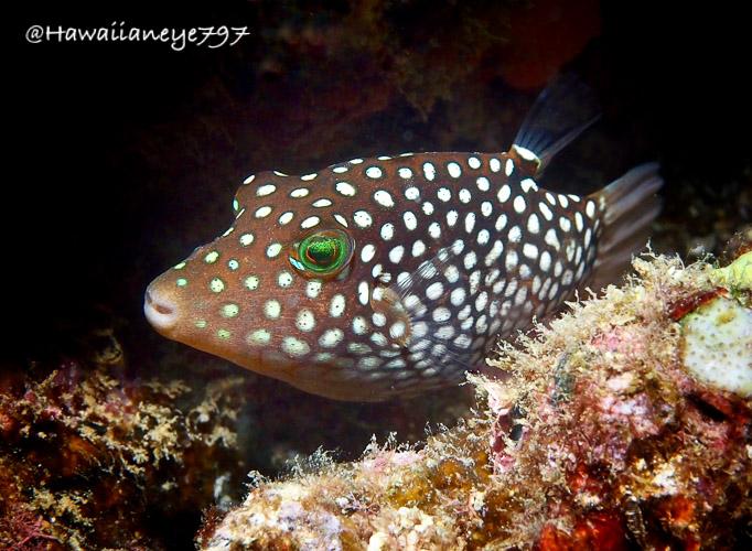 A brown fish shaped like a rugby ball and about the size of your palm pauses at an ocean reef. The fish is covered uniformly with closely spaced white spots and its eyes have a bright green tinge.