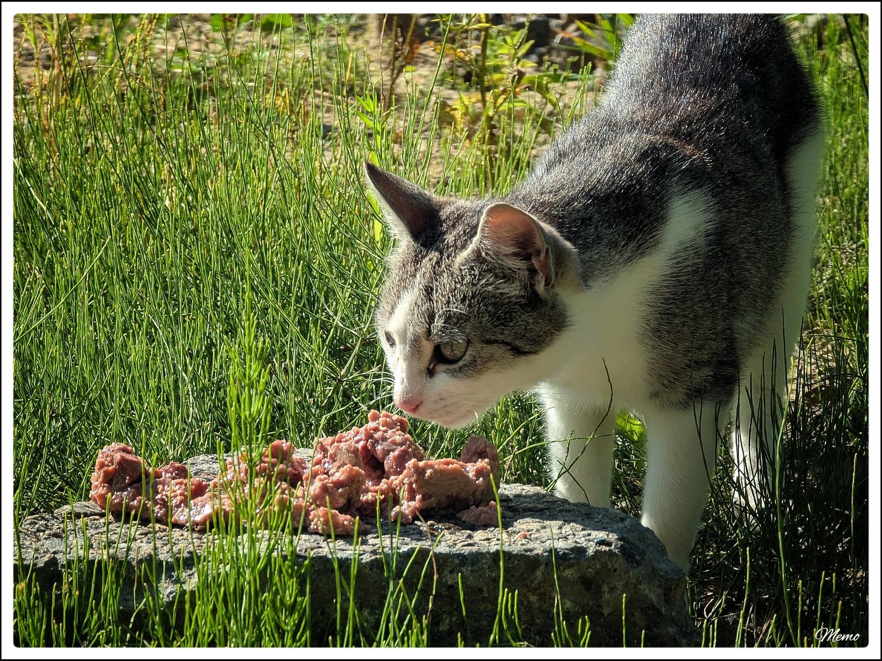 Bildbeschreibung: Eine Moorkatze beim Fressen.