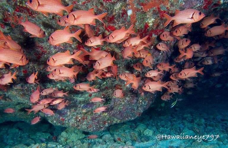 A cluster of orange fish swimming next to a rock formation at an ocean reef. The fish have dark eyes and a curved black line paralleling its gill slits.