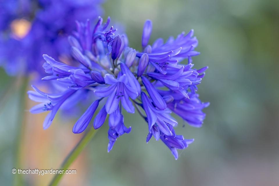 Blue agapanthus flower.