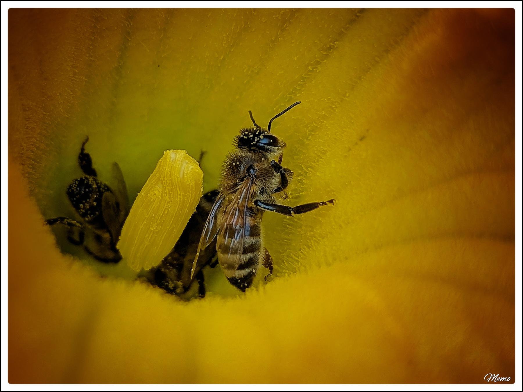 Bildbeschreibung: Nahaufnahme des Inneren einer gelben Kürbisblüte mit Honigbienen beim Nektarsammeln.