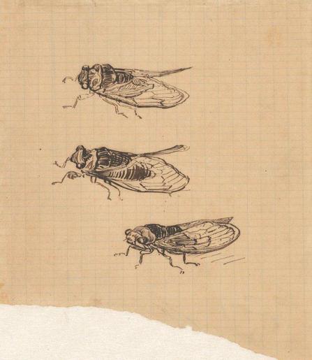 A drawing of three cicadas in different positions, rendered in dark ink on aged graph paper. A torn white paper edge runs along the bottom of the image.