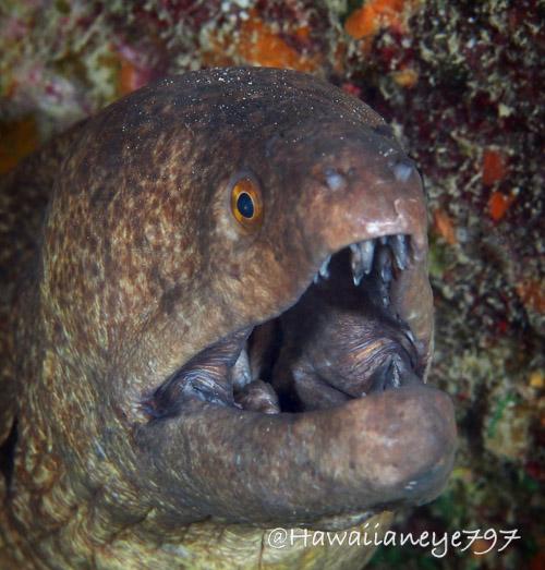 A large tan-colored eel with its mouth open at an ocean reef. It has fine dark mottling over its body and a small round eye with a yellow iris. Several teeth are visible.