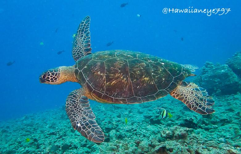 A sea turtle glides over an ocean reef. It has a smooth brown carapace, flattened fins and a rounded head. Its fins and head are covered with a mosaic of dark leathery skin.