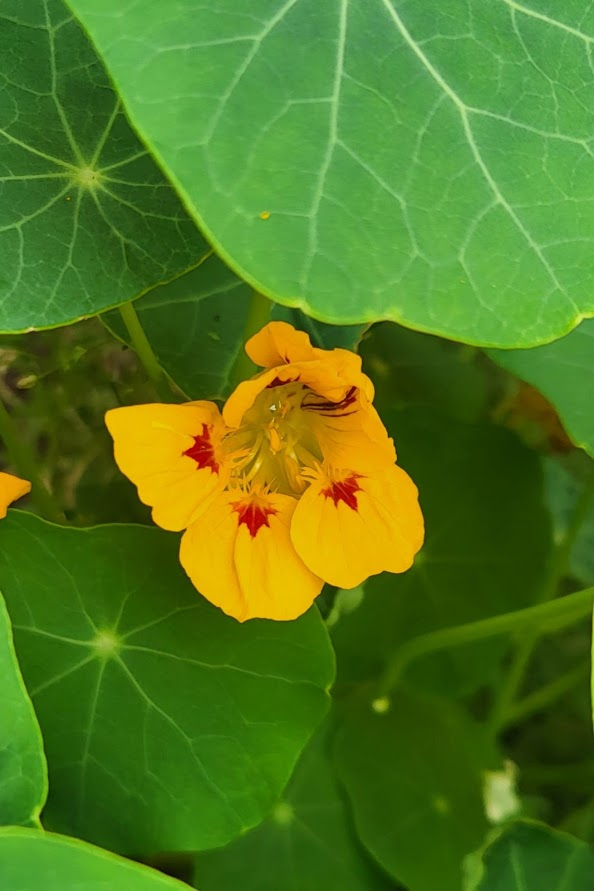 Orange and red nasturtium flower, close up.