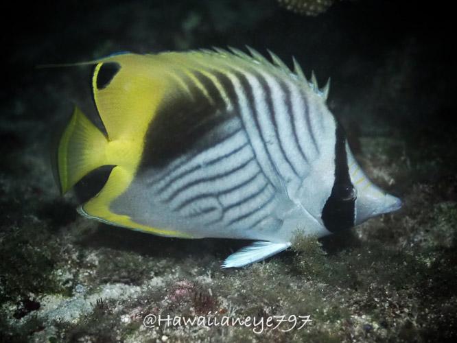 A juvenile fish marked similarly to an adult swimming over an ocean reef. It is primarily white, with a black vertical mask over its eyes; intersecting black lines on the sides of its body, and yellow over its rear quarter with a back mark on its namesake fine trailing thread.