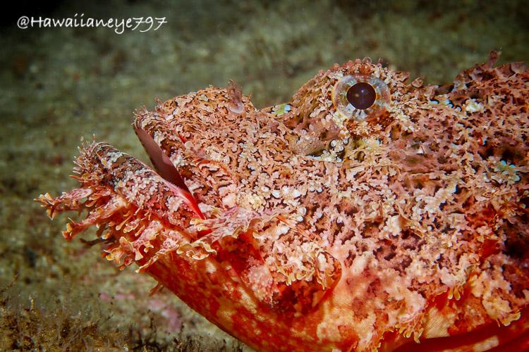 An orange fish seen in profile at an ocean reef. Its eye is visible as a dark spot at the top right. Its mouth is slightly open with beard-like barbels under its chin. The fish is covered with raised bumps, ridges and tendrils and typically is covered with debris which aids in camouflage.