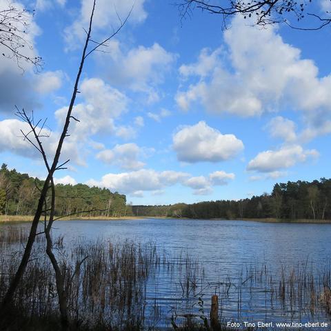 Ein ruhiger See liegt eingebettet in eine waldreiche Landschaft. Das Ufer ist stellenweise mit Schilf und anderen Wasserpflanzen bewachsen. Die umliegenden Bäume sind größtenteils grün, einige wirken kahl oder abgestorben. Der Himmel ist weitgehend blau und mit zahlreichen weißen, bauschigen Wolken bedeckt. Im Vordergrund ragen kahle Äste ins Bild, was auf die Nähe zum Waldrand hinweist. Die Wasseroberfläche spiegelt leicht die Helligkeit des Himmels.