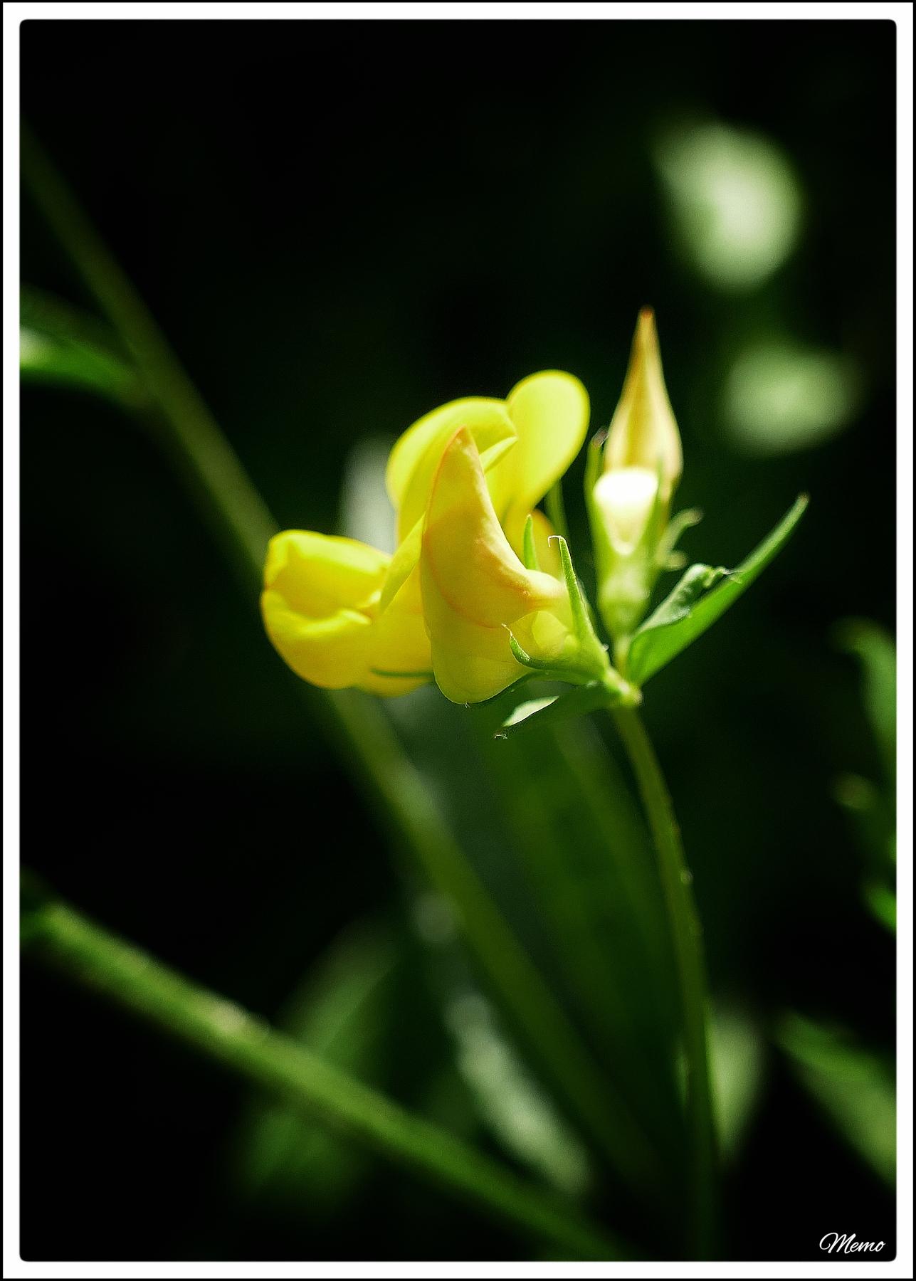 Bildbeschreibung: Nahaufnahme einer gelben Blüte und Knospe des Hornklees.