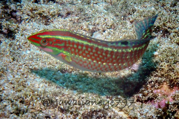 A brightly colored small fish swimming over an ocean reef. The fish is orange with  horizontal lines and uniform spots of neon green. It is elongated in shape.