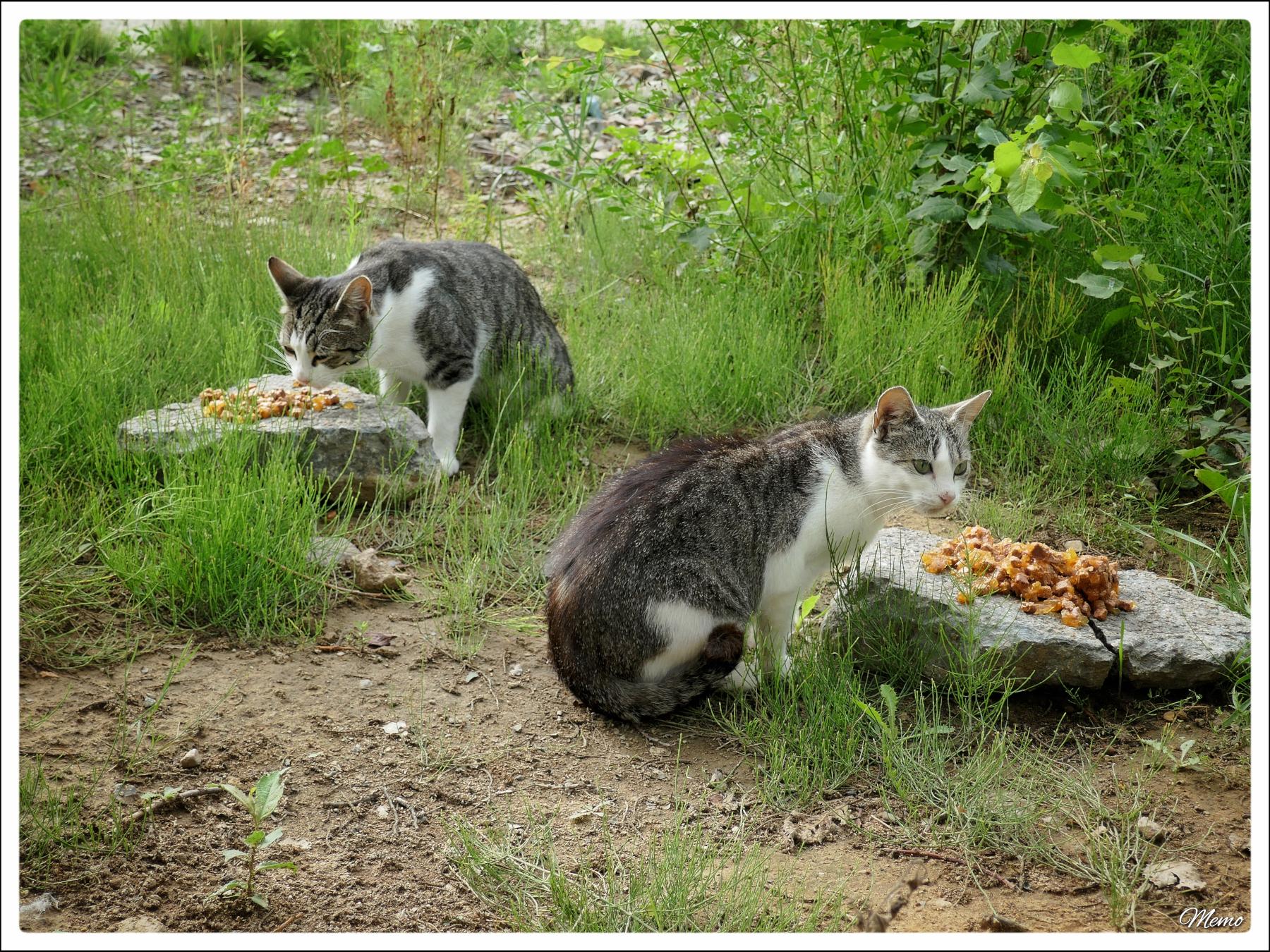 Bildbeschreibung: Die Moorkatzen beim Fressen.