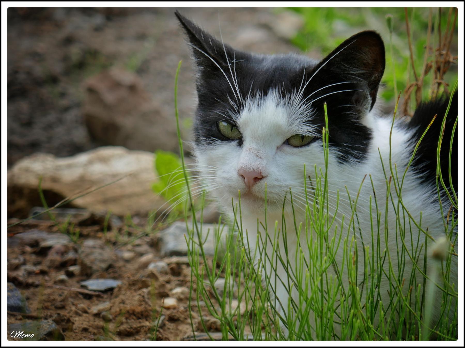 Bildbeschreibung: Die Moorkatzen beim Fressen.