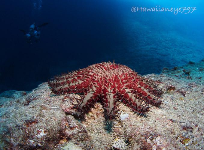 A gray starfish with reddish shading pauses on an ocean reef. It is covered with venomous spike. A scuba diver is seen in the distance at left, bubbles rising to the top of the frame.