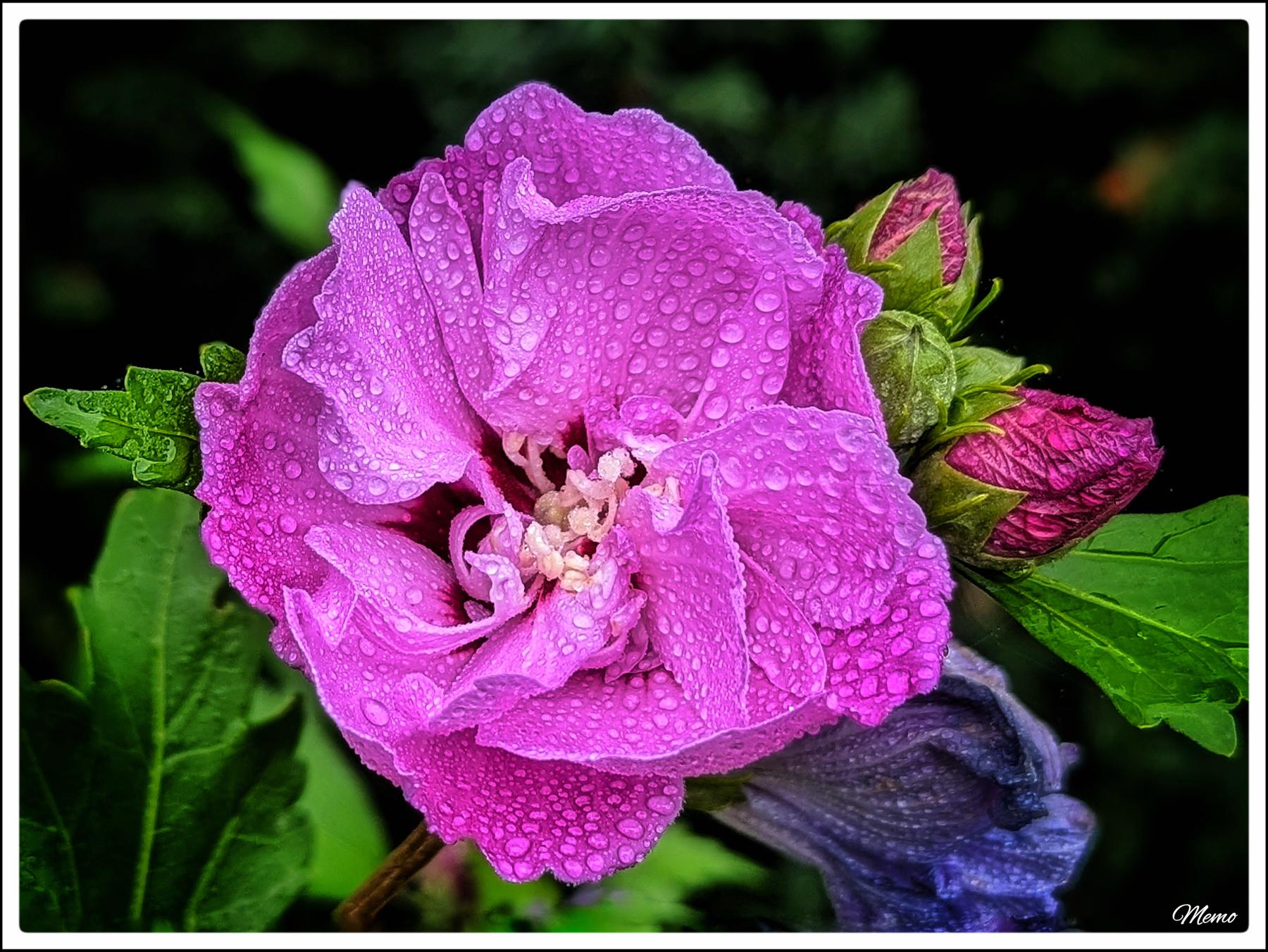 Bildbeschreibung: Eine violette Hibiskusblüte nach einem kurzen Regenschauer.