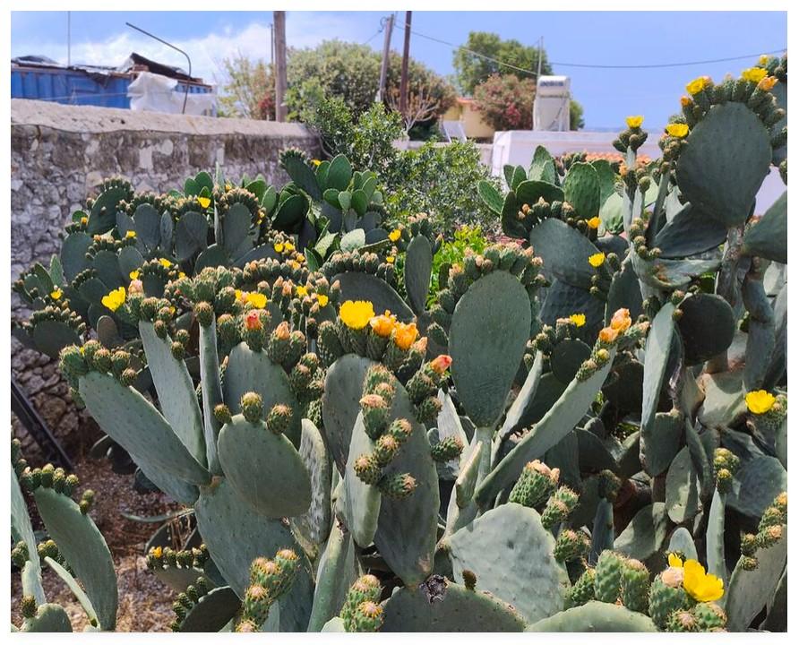Colour photograph of mediterranean prickly pears in bloom.