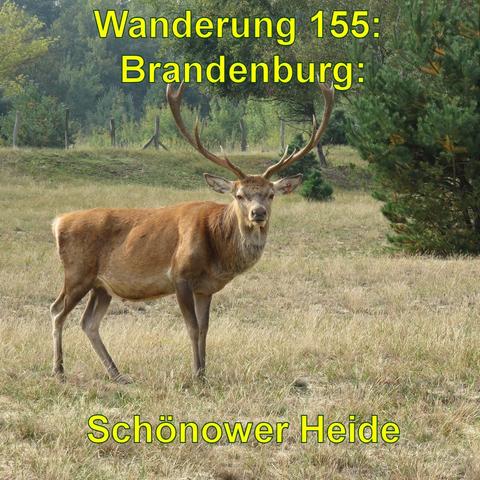 Ein Hirsch mit einem großen Geweih steht auf einer Wiese und blickt in Richtung Kamera. Im Hintergrund sind Bäume und Sträucher zu sehen.