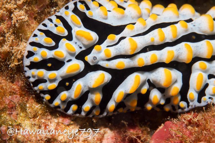 A close-up photo of a sea slug covered with raised light blue ridges dotted with yellow bumps. The valleys between the ridges are black. This slug was the size of two thumbs side by side.