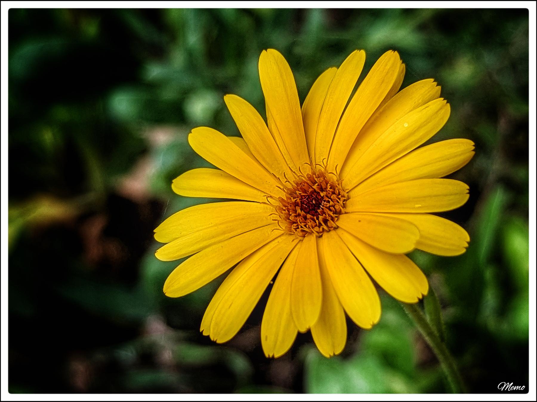 Bildbeschreibung: Nahaufnahme der gelb-orangefarbenen Blüte einer Ringelblume.