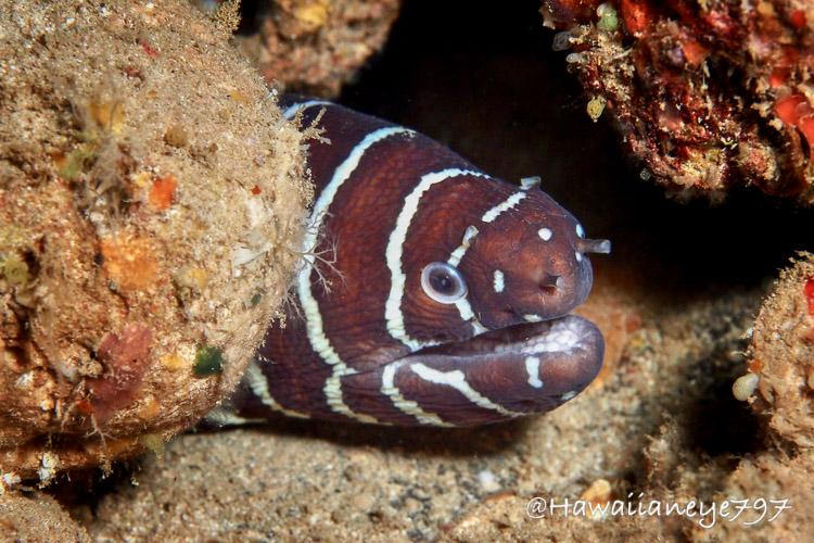 An eel with white stripes circling its head and body pokes its head from under rocks at an ocean reef. The eel is deep brown with reddish undertones. The eel has round eyes and its mouth is slightly open. The rocks around its head are irregularly textured and sand cushions the floor.