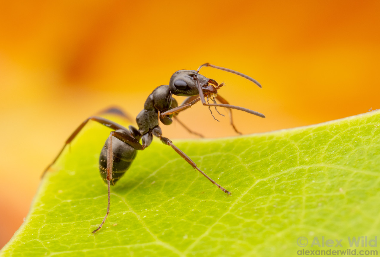 Macro photograph of a silvery black ant with large eyes standing on a green leaf in side view grooming her front legs. The background is a bright orange/yellow.