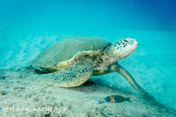 A sea turtle resting on a sandy ocean reef. It has a smooth rounded carapace and head. Its flattened fins tucked on the right and extended on the left are covered with a mosaic of leathery skin. A small blue fish swims in front of the turtle; its body to the rear of its gills slits marked with an orange band.