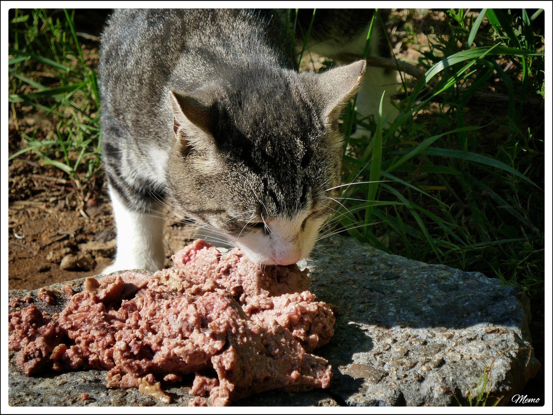 Bildbeschreibung: Die Moorkatzen beim Fressen.