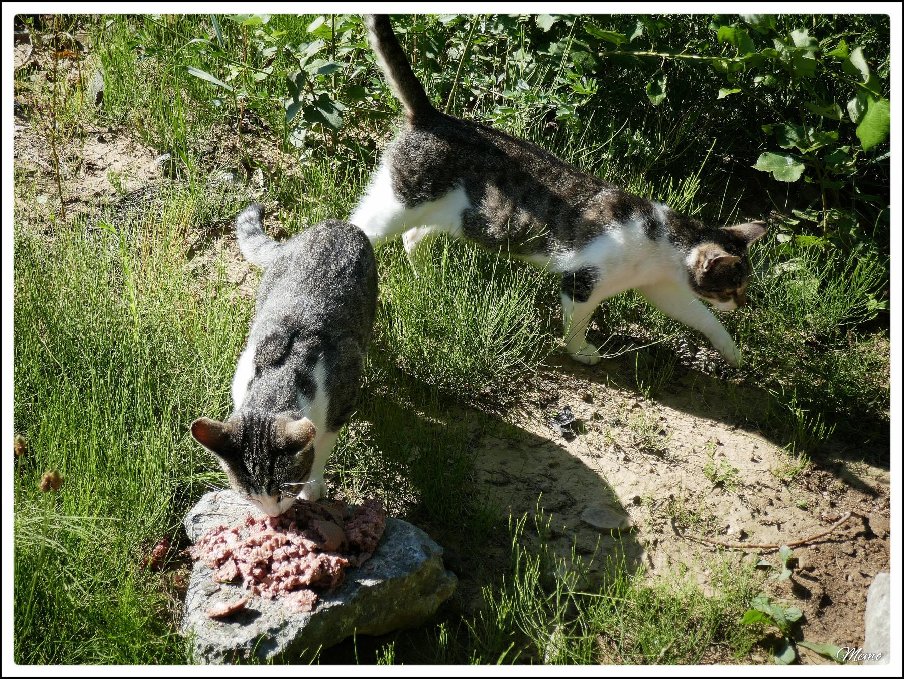 Bildbeschreibung: Die Moorkatzen beim Fressen.