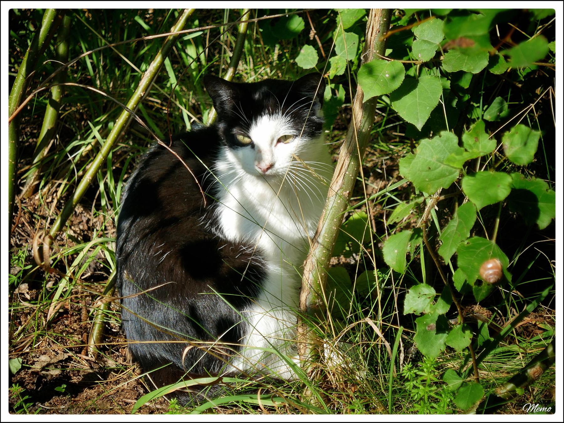 Bildbeschreibung: Die Moorkatzen beim Fressen.