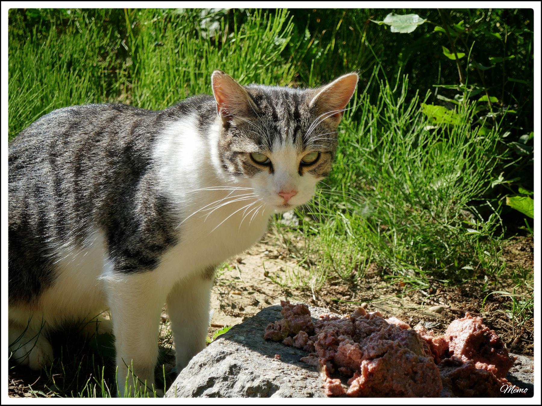 Bildbeschreibung: Die Moorkatzen beim Fressen.