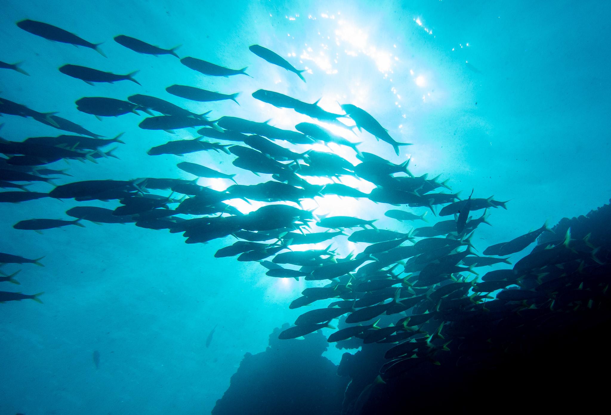 A school of fish are silhouetted against the sun shining through water at an ocean reef.