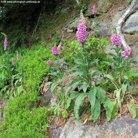 Mehrere hochwachsende Pflanzen mit kräftigen, pink-violetten Blütenständen stehen an einem leicht geneigten, felsigen Waldrand. Die Blüten sind röhrenförmig und dicht an langen Stängeln angeordnet. Die Pflanzen haben große, längliche, grüne Blätter, teilweise mit welken Blättern im unteren Bereich. Der Boden ist mit trockenem Laub, Moos und kleinen Felsbrocken bedeckt. Im Hintergrund wachsen weitere Büsche und niedrige Pflanzen sowie ein bemooster Hang mit Wurzeln und Gestein.