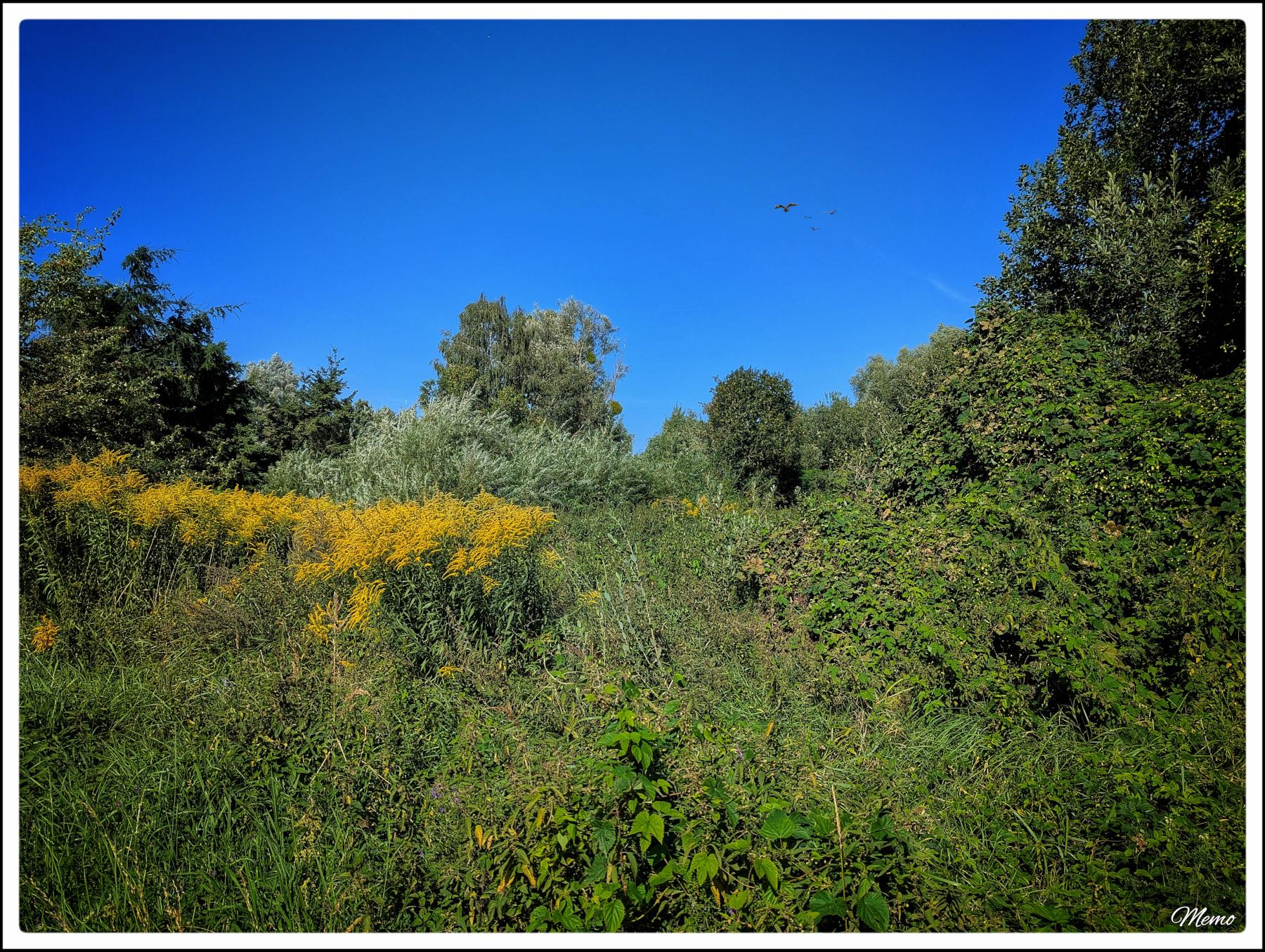 Bildbeschreibung: Eine fast zugewachsene Freifläche vor einem hellblauen Himmel. Im Vordergrund wachsen Goldrute, Hopfen und Brombeeren; dahinter Büsche und Bäume.