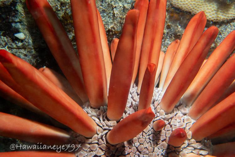 Thick red-orange spines rise from the body of an urchin at an undersea reef. Its body is white, with a fine rough surface.