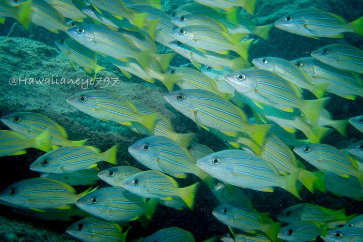A cluster of yellow fish swimming over an ocean reef. The fish have widely spaced white horizontal lines bordered with dark blue.