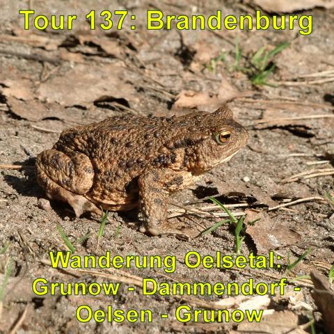 Eine Kröte mit brauner, warziger Haut sitzt auf trockener Erde, umgeben von kleinen Ästen und Blättern. Sonnenlicht scheint auf die Kröte und den Boden.