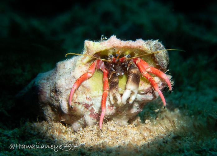 A hermit crab emerges from its shell at an ocean reef. The crab has fine red-orange tapering legs. The eye stalks are also red, banded in white, with black tips spotted in white. Its antennae are yellow.