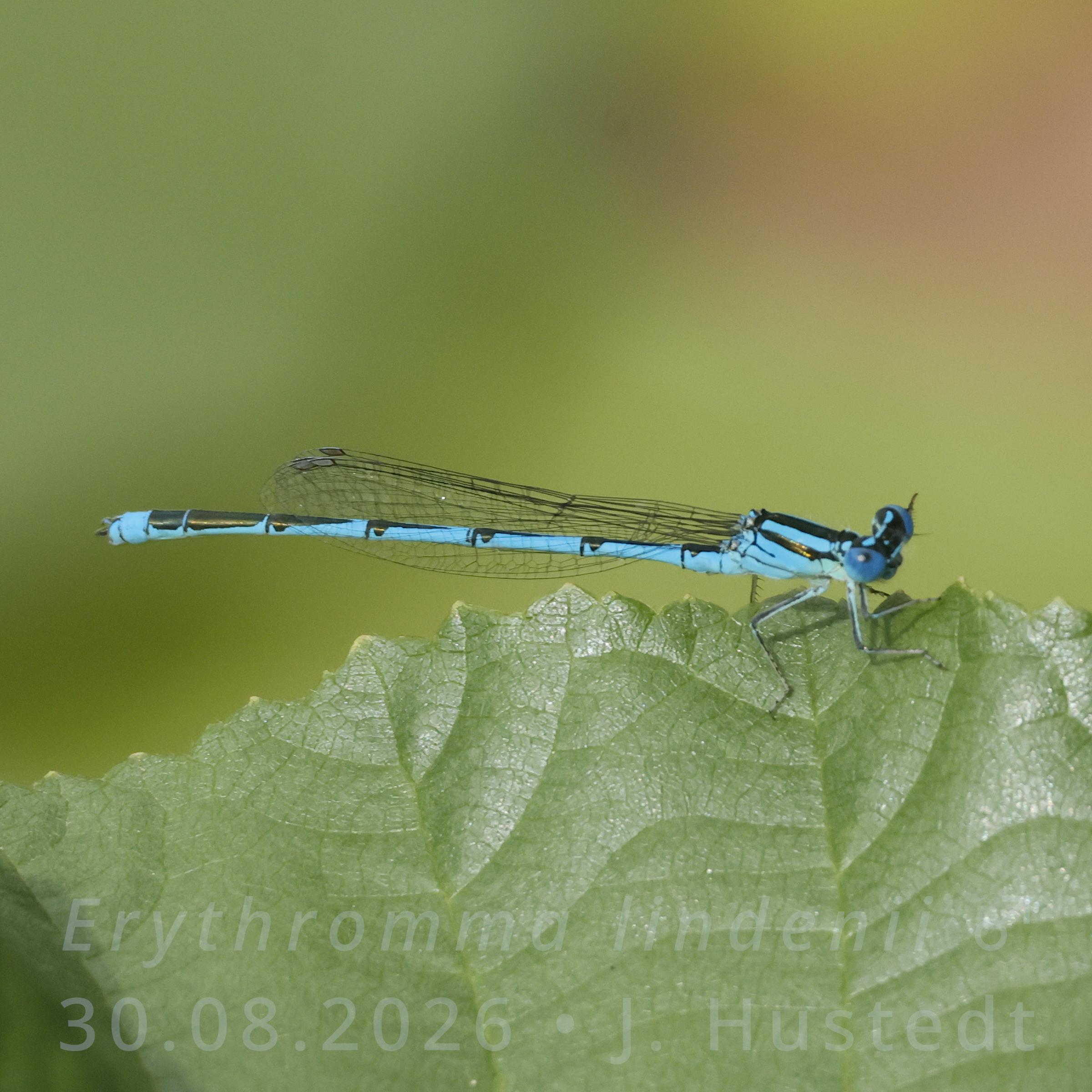 Eine hellblaue, schlanke Libelle sitzt auf der Kante eines gezähnten Laubblatts. Sie hat auffällig intensiv blaue Komplexaugen. Die Brust (Thorax) ist hellblau mit schmalen schwarzen Streifen, der Hinterleib (Abdomen) ist ebenfalls hellblau mit schwarzen Zeichnungen auf dem Rücken jedes Segments, wobei die Zeichnungen an den Segmentenden breiter sind als vorn. Die klaren Flügel trägt sie zusammengefaltet über dem Rücken. Die Flügelspitzen enden am Ende des 6. Segments. Das Flügelmal ist grau, die Flügeladern schwarz. Der Bildhintergrund ist unscharf grün