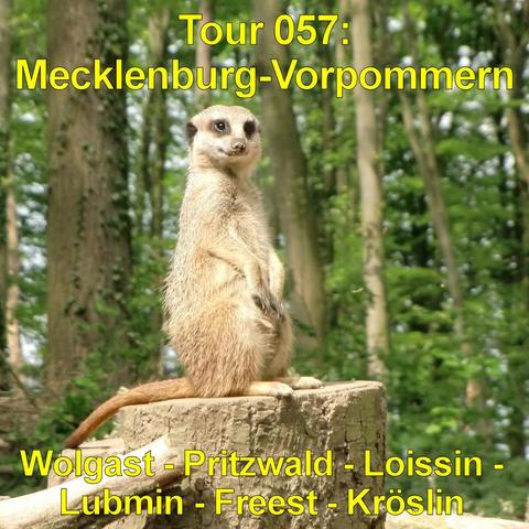 Erdmännchen steht aufrecht auf einem abgesägten Baumstamm und blickt aufmerksam in die Ferne. Sein sandfarbenes Fell wirkt kurz und dicht, die dunklen Augen sind von hellen Gesichtspartien umgeben. Die Vorderpfoten hält es eng am Körper, der lange, schmale Schwanz liegt hinter ihm auf dem Holz auf. Im Hintergrund stehen hohe, gerade Baumstämme in einem grünen Wald, das Laub bildet eine dichte, natürliche Kulisse. Das Tier wirkt wachsam und ruhig in seiner Umgebung.