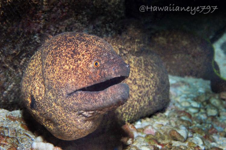 A large tan and brown eel resting at an ocean reef. The eel is covered with fine mottled dark brown, its mouth is slightly open, and it has small round yellow eyes.