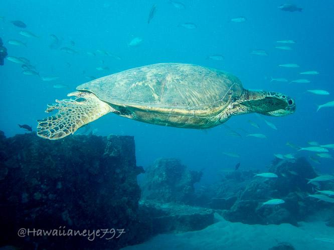 A sea turtle swims near an outflow pipe at a popular O’ahu snorkeling reef. Its carapace is rounded, right rear fin fully visible, and its right front fin nearly obscures its head. In the background is the pipe, left, and several light-colored fish.
