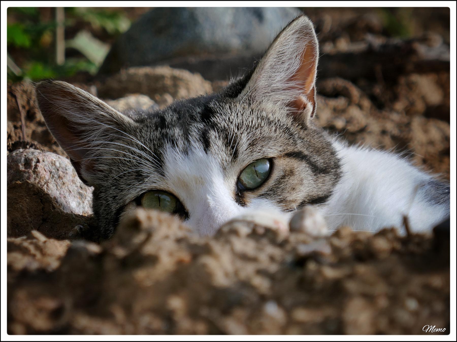 Bildbeschreibung: Die Moorkatzen beim Fressen.