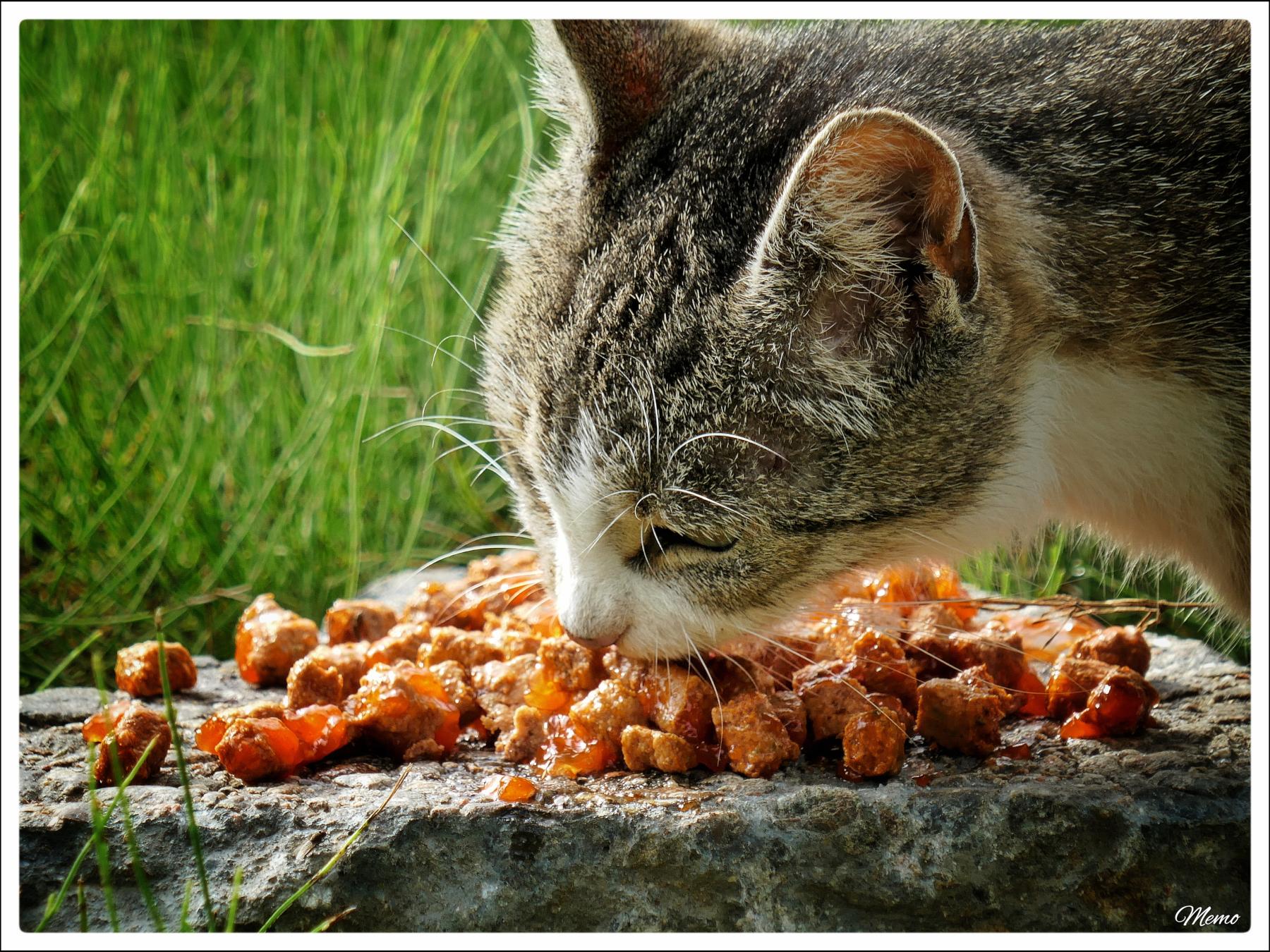 Bildbeschreibung: Die Moorkatzen beim Fressen.