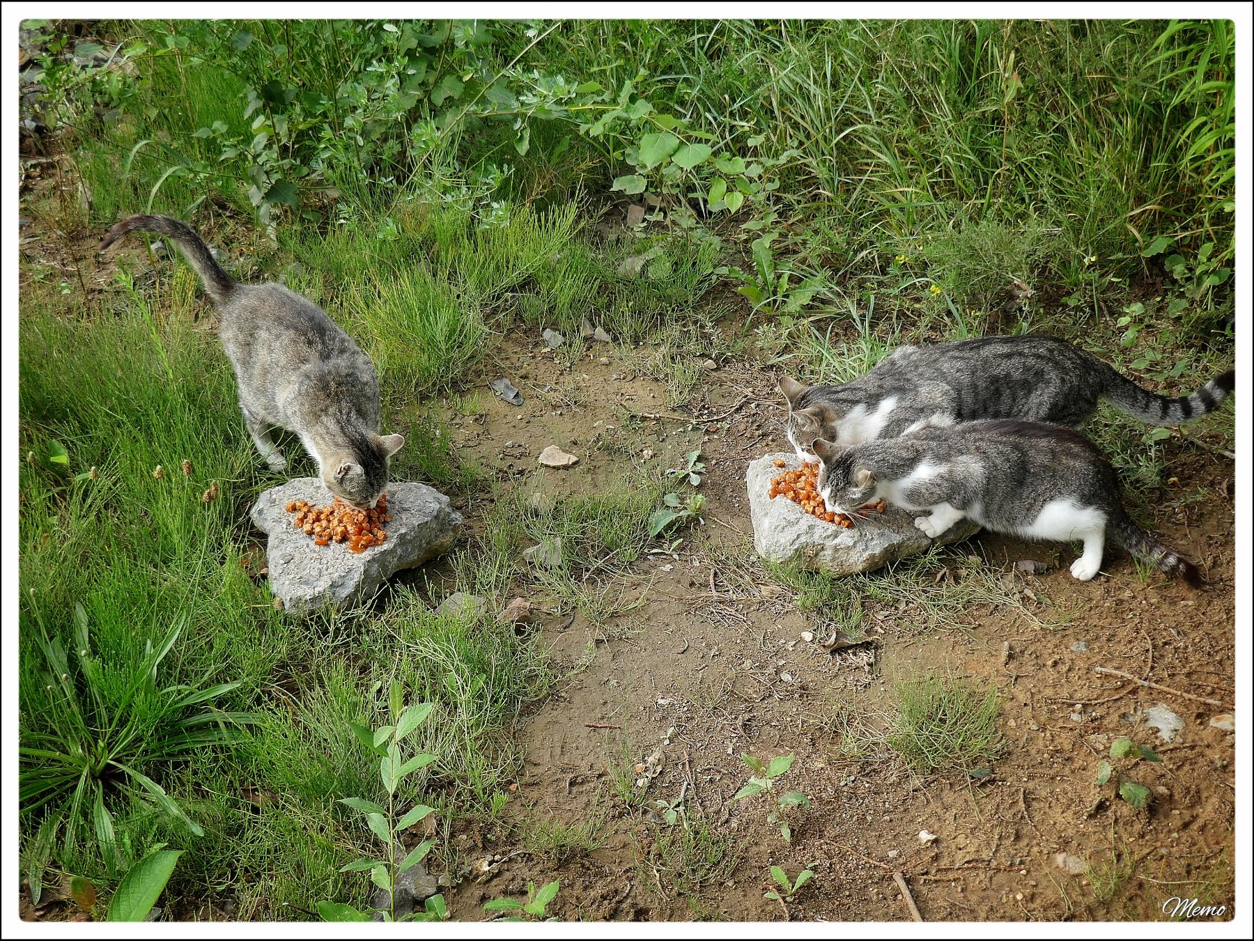 Bildbeschreibung: Die Moorkatzen beim Fressen.