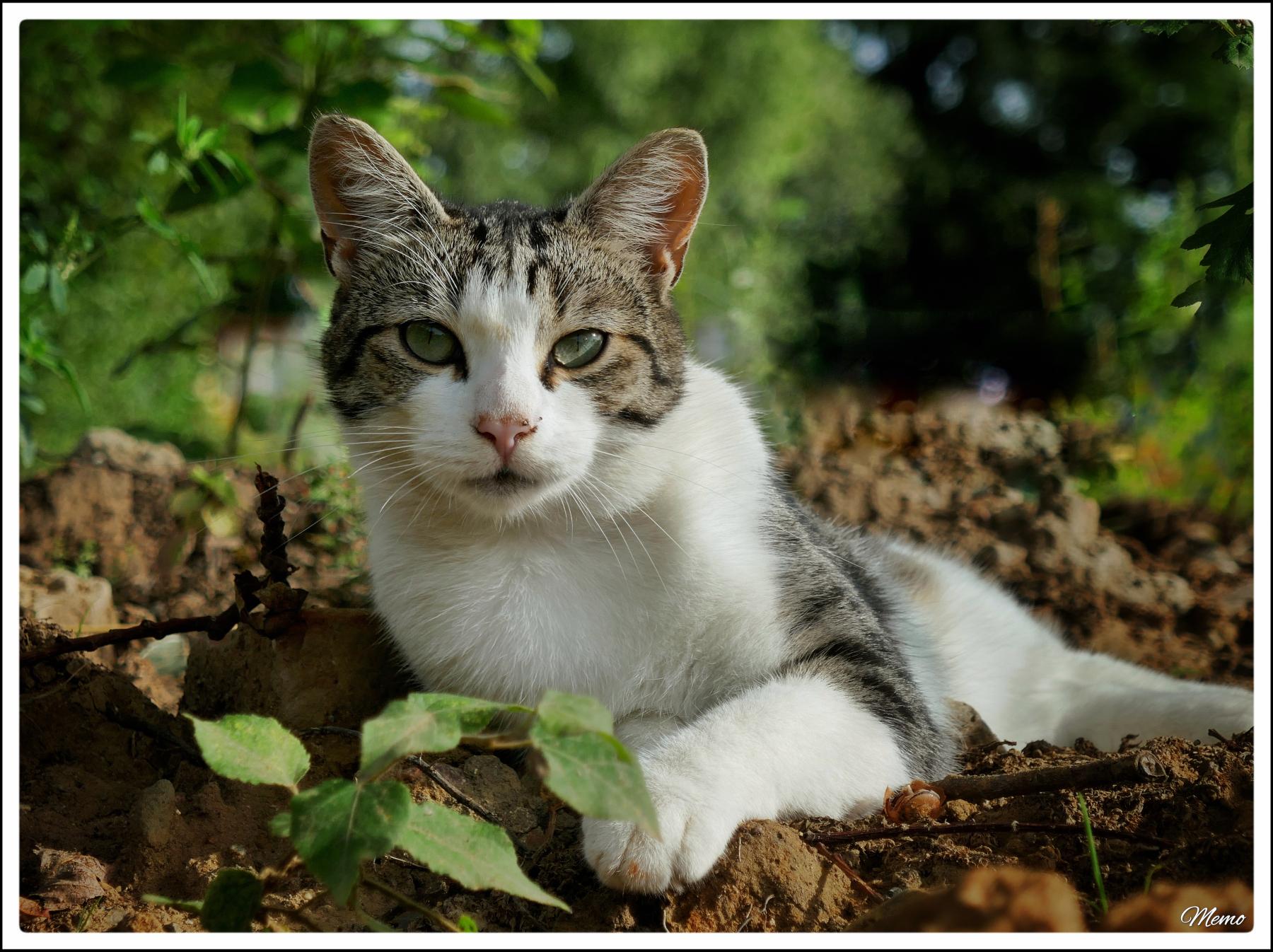 Bildbeschreibung: Die Moorkatzen beim Fressen.