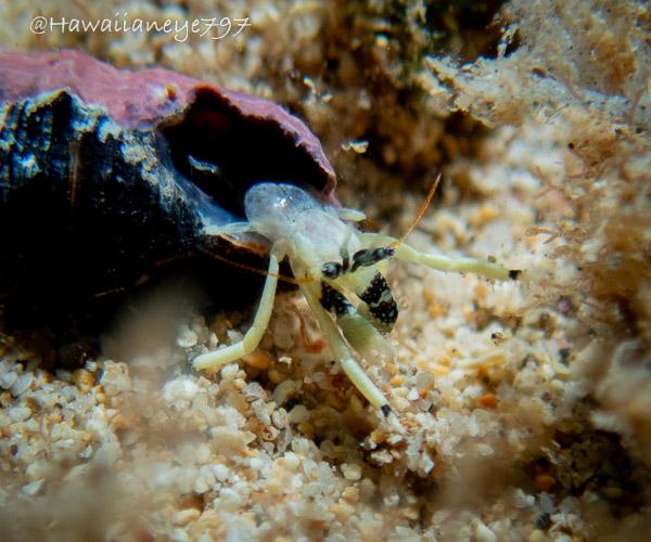 A tiny pale hermit crab crawls out of its shell at an ocean reef. The crab has dark markings near its eye stalks. The shell is a dull purple color. Note the grains of sand in relation to the size of the crab.