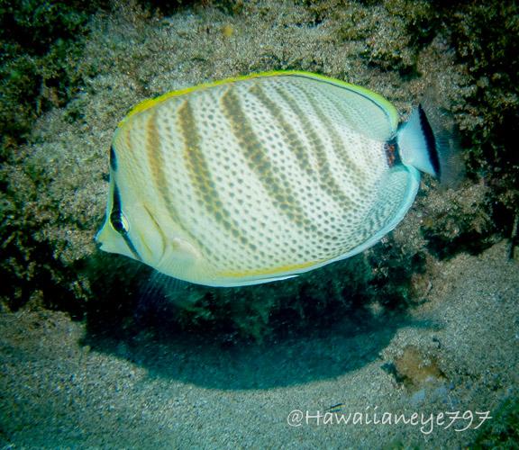 An oval fish swimming over a sandy ocean reef. The fish has a thin black vertical mask, and olive-brown vertical lines over its body. It is also covered with olive-brown spots. Its dorsal and anal fins are pale yellow.