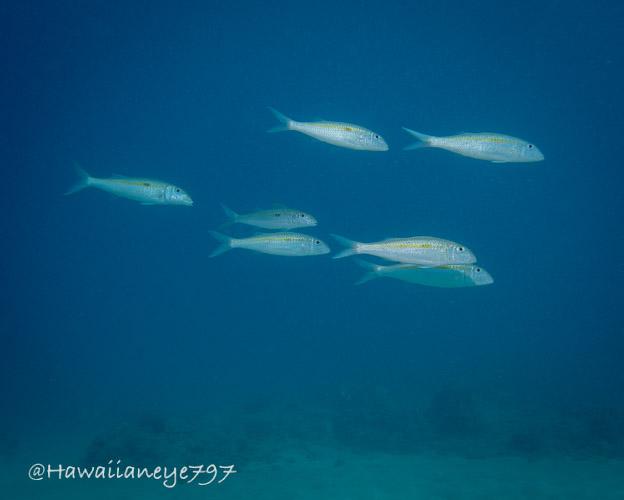 A loose group of seven white fish swimming against a blue ocean backdrop. The fish are the length of a forearm with forked tails. They have a pale single stripe down their sides extending to their tails with a dark rectangular mark in the middle of the stripe.